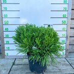 Kryptoméria japonská (Cryptomeria japonica) 'GLOBOSA NANA' - výška 30-40 cm, ⌀ 50 cm, kont. C15L